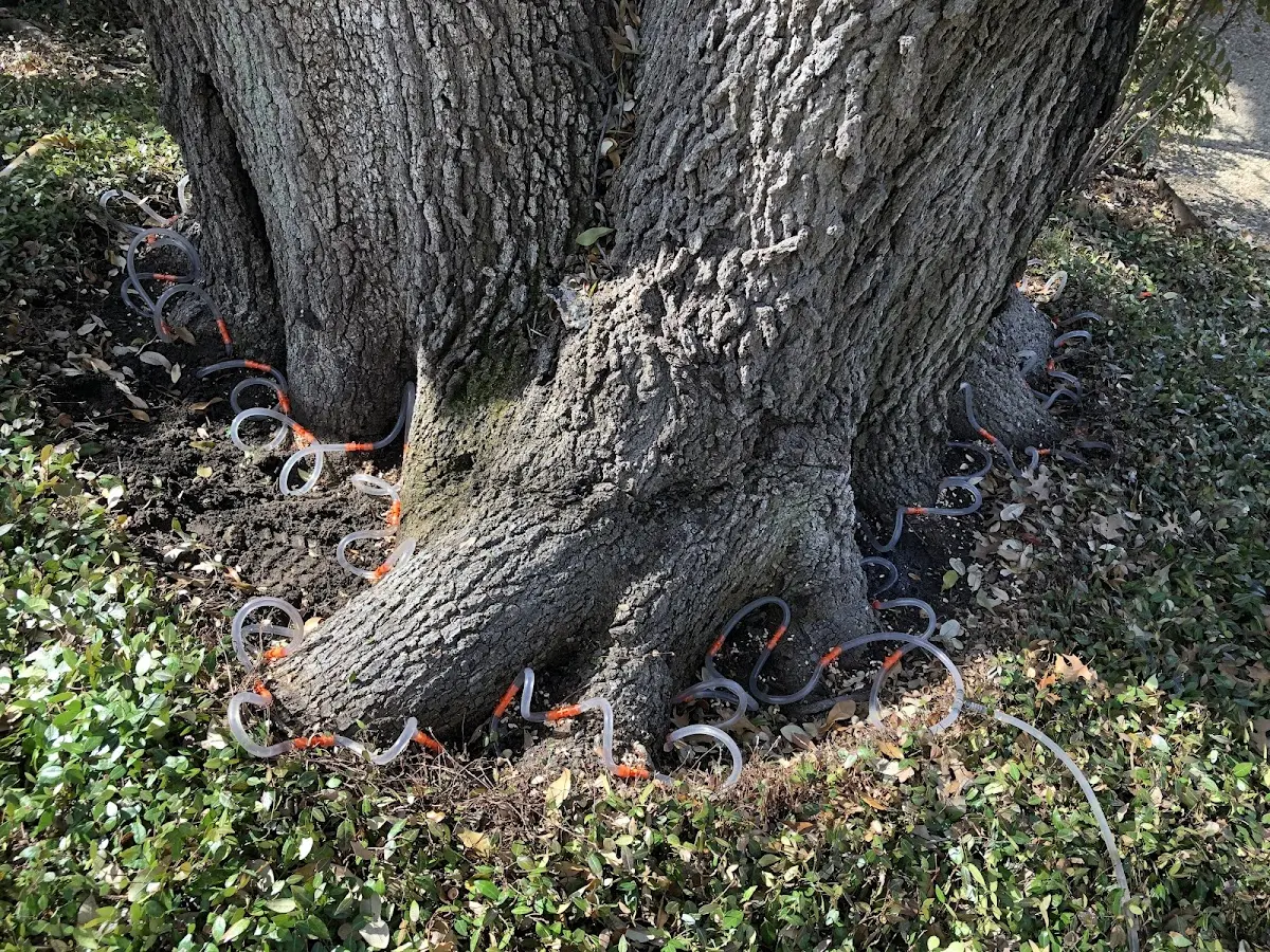 Detailed Tree Cabling and Bracing job site in Campbellsburg